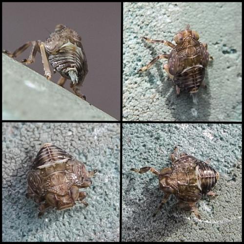 Issus coleoptratus